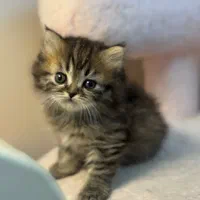 بچه گربه دوماهه بازیگوش