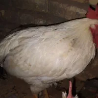 خروس گلین