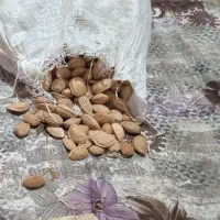 بادام دیمی خوشمزه کیلویی ۳۵۰ مهرگان هستم