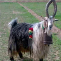 به دو چوپان ماهر نیازمندیم