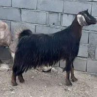 چهار راس بز|حیوانات مزرعه|سنقر, |دیوار