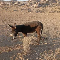 خر جوان ماده|حیوانات مزرعه|شیراز, گل سرخ|دیوار