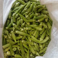 بامیه ریز سبز ۱۶ کیلو آب چاه میخوره