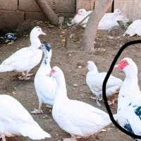 فروش قو غاز لیندا و اردک نر|حیوانات مزرعه|سورک, |دیوار