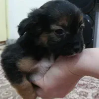 توله پاکوتاه دوماهه|سگ|کیاشهر, |دیوار