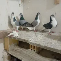 کبوتر|پرنده|خمینی‌شهر, |دیوار