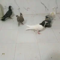 ۵تا هوایی معاوضه