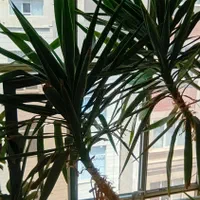درخت یوگا دو شاخ فروشی ۴۰ میلیون|گل و گیاه طبیعی|تهران, استاد معین|دیوار
