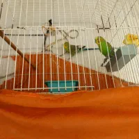 تعویض مرغ عشق نر با ماده