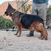 ژرمن شولاین