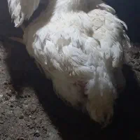 مرغ گوشتی چاق