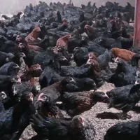 جوجه مرغ وخروس مشگی گلپایگانی ۷۵روزه واکس خورده