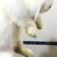 خرگوش لوپ