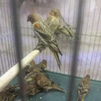 جوجه گلبسر گلسر نر فیروزکوهی جوجه مینا و کلی پرنده