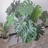 گل برگ انجیری