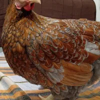 مرغ ویاندوت بلو رد