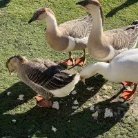 قو غاز|حیوانات مزرعه|رضوانشهر, |دیوار