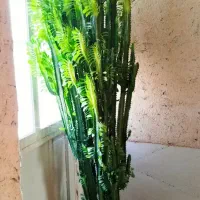 گلهای خونگی مقاوت (باشت)