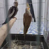 یک جفت عروس هلندی|پرنده|جم, |دیوار