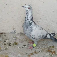 گلی سبز ماده