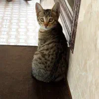 گمشده در سامانسر کوچه صفایی