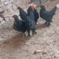 مرغ و خروس|حیوانات مزرعه|زارچ, |دیوار