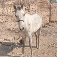 اسب مادیان جوان