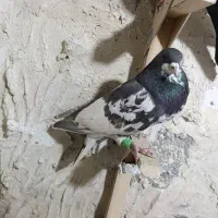 شهری بهبهونی|پرنده|شیراز, حومه شیراز|دیوار