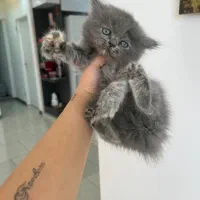 واگذاری بچه گربه ماده بریتیش دوماهه