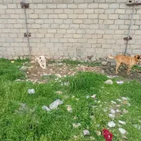 دوعدد سگ ماده بهترین جنس