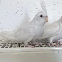 عروس هلندی آلبینو