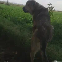 سگ‌گمشده|حیوانات|بناب, |دیوار