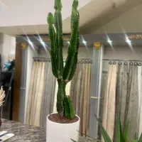 گیاه آپارتمانی، گل، کاکتوس، یوکا