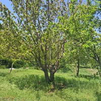 فروش زمین ۲۲۰۰ متری|فروش زمین و ملک کلنگی|قزوین, |دیوار