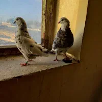 سرور شازده هما