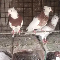 کبوتر طوقی
