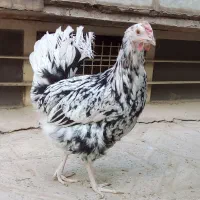 مرغ گلین لری اصل تخم گذار