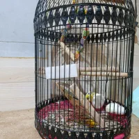 عروس هلندی دستی|پرنده|سپیدان, |دیوار