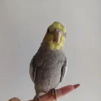 عروس هلندی گمشده به یابنده مژدگانی داده میشود