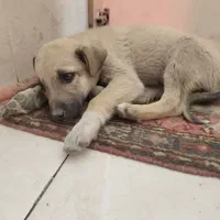 سگ نژاد محلی ماده|سگ|اهر, |دیوار