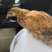 جوجه مرغ گمشده|حیوانات|مشهد, پنجتن|دیوار