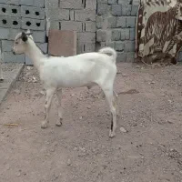 کهره صومال