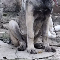 توله ماده4ماهه|سگ|علی‌آباد کتول, |دیوار