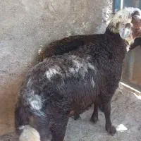 قوش افشار پلنگی|حیوانات مزرعه|بدره, |دیوار