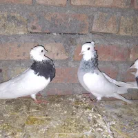 کفتر طوقی|پرنده|چرداول, |دیوار