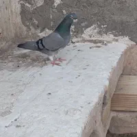ماده خرقه گیپ دم پاک