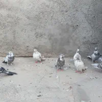 کفترپرشی یزدی|پرنده|یزد, |دیوار