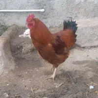 دو عدد خروس محلی