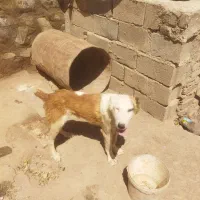 سگ نر ماده