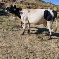 یک عدد گاو صحرایی